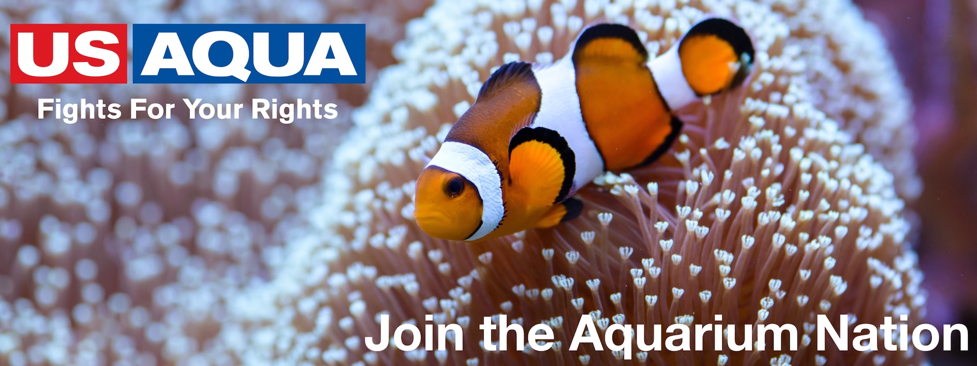 The orange clownfish Amphiprion percula , swims among the corals in a marine aquarium.